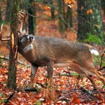 Tips & Tricks to Consider for Whitetail Deer Hunting